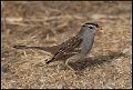 _8SB9565 golden-crowned sparrow